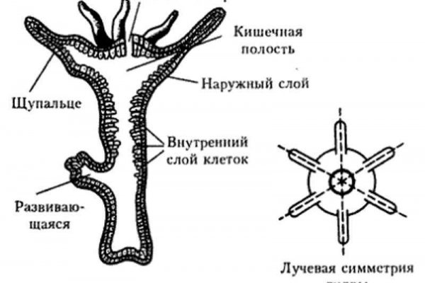 Omg ссылки рабочие